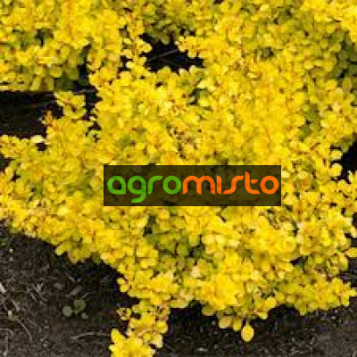 Барбарис Тунберга Berberis Thunbergii Golden Horizon (C2)