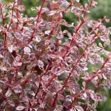 Барбарис Тунберга Berberis Thunbergii Harlequin (C2) Барбарис Тунберга Berberis Thunbergii Harlequin (C2)
