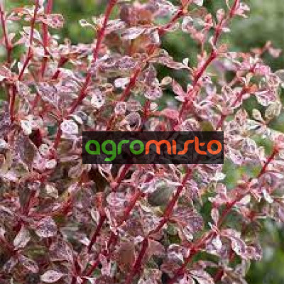 Барбарис Тунберга Berberis Thunbergii Harlequin (C2)