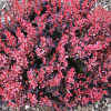 Барбарис Тунберга Berberis Thunbergii Inspiration (C2)
