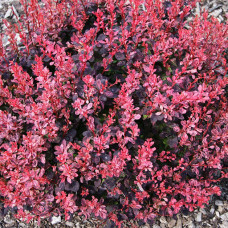 Барбарис Тунберга Berberis Thunbergii Inspiration (C2) Барбарис Тунберга Berberis Thunbergii Inspiration (C2)
