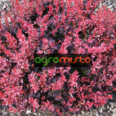 Барбарис Тунберга Berberis Thunbergii Inspiration (C2)