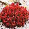 Барбарис Тунберга Berberis Thunbergii Lutin Rouge (C2)