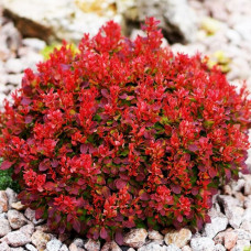 Барбарис Тунберга Berberis Thunbergii Lutin Rouge (C2) Барбарис Тунберга Berberis Thunbergii Lutin Rouge (C2)