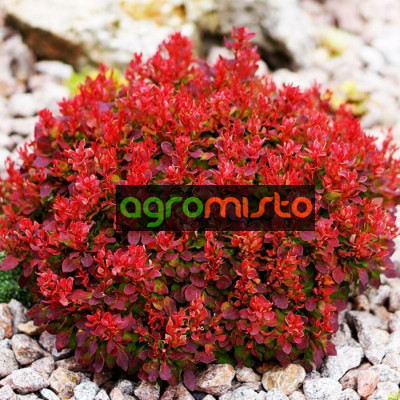 Барбарис Тунберга Berberis Thunbergii Lutin Rouge (C2)