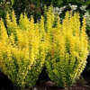 Барбарис Тунберга Berberis Thunbergii Mariia (C2)