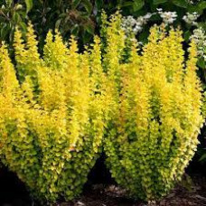 Барбарис Тунберга Berberis Thunbergii Mariia (C2) Барбарис Тунберга Berberis Thunbergii Mariia (C2)