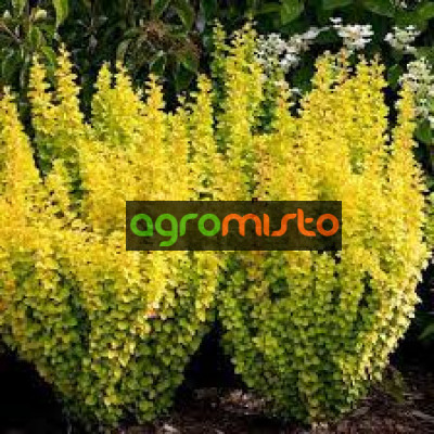 Барбарис Тунберга Berberis Thunbergii Mariia (C2)