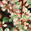 Барбарис Тунберга Berberis Thunbergii Natasza (C2)