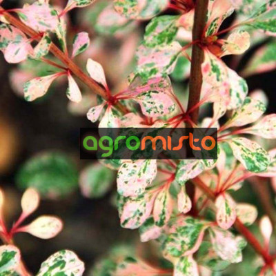 Барбарис Тунберга Berberis Thunbergii Natasza (C2)