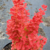 Барбарис Тунберга Berberis Thunbergii Orange Ice (C2) Барбарис Тунберга Berberis Thunbergii Orange Ice (C2)