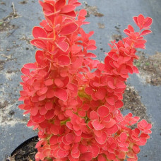 Барбарис Тунберга Berberis Thunbergii Orange Ice (C2)