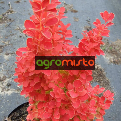 Барбарис Тунберга Berberis Thunbergii Orange Ice (C2)