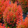 Барбарис Тунберга Berberis Thunbergii Orange Rocket (C2)