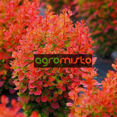 Барбарис Тунберга Berberis Thunbergii Orange Rocket (C2)
