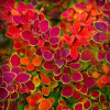 Барбарис Тунберга Berberis Thunbergii Orange Sunrise (C2)