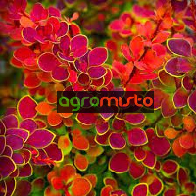 Барбарис Тунберга Berberis Thunbergii Orange Sunrise (C2)