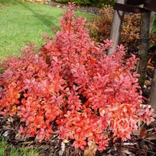 Барбарис Тунберга Berberis Thunbergii Red DJ (C2)