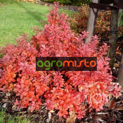 Барбарис Тунберга Berberis Thunbergii Red DJ (C2)