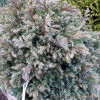 Кипарис горохоплідний Chamaecyparis pisifera True Blue (C2)