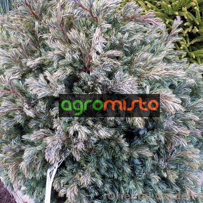 Кипарис горохоплідний Chamaecyparis pisifera True Blue (C2)