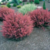 Барбарис Тунберга Berberis Thunbergi Rose Glow (C2)