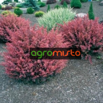 Барбарис Тунберга Berberis Thunbergi Rose Glow (C2)
