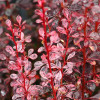 Барбарис Тунберга Berberis Thunbergi Rosy Rocket (C2) Барбарис Тунберга Berberis Thunbergi Rosy Rocket (C2)