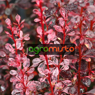 Барбарис Тунберга Berberis Thunbergi Rosy Rocket (C2)