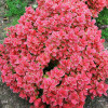 Барбарис Тунберга Berberis Thunbergi Ruby Star (C2) Барбарис Тунберга Berberis Thunbergi Ruby Star (C2)