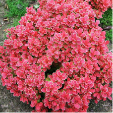 Барбарис Тунберга Berberis Thunbergi Ruby Star (C2) Барбарис Тунберга Berberis Thunbergi Ruby Star (C2)