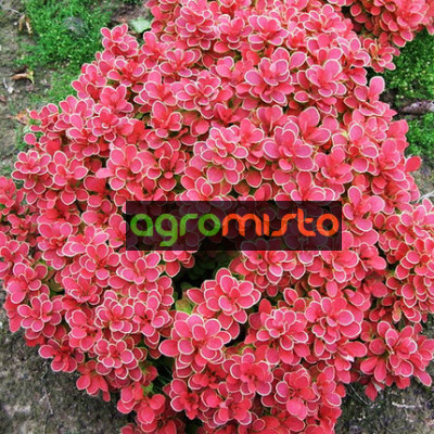Барбарис Тунберга Berberis Thunbergi Ruby Star (C2)