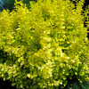 Барбарис Тунберга Berberis Thunbergi Sunny (C2)