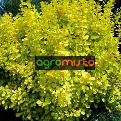 Барбарис Тунберга Berberis Thunbergi Sunny (C2)