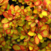 Барбарис Тунберга Berberis Thunbergi Summer Sunset (C2)