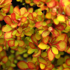 Барбарис Тунберга Berberis Thunbergi Summer Sunset (C2)