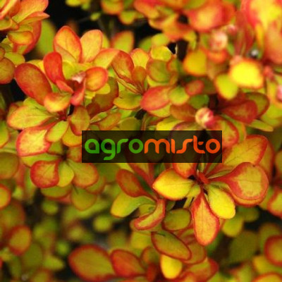Барбарис Тунберга Berberis Thunbergi Summer Sunset (C2)