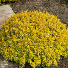 Барбарис Тунберга Berberis Thunbergi Tiny Gold (C2) Барбарис Тунберга Berberis Thunbergi Tiny Gold (C2)