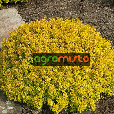 Барбарис Тунберга Berberis Thunbergi Tiny Gold (C2)