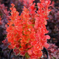 Барбарис Тунберга Berberis Thunbergi Vulcano (C2) Барбарис Тунберга Berberis Thunbergi Vulcano (C2)