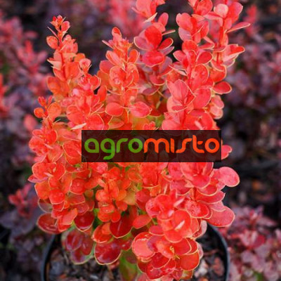 Барбарис Тунберга Berberis Thunbergi Vulcano (C2)