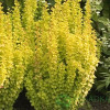 Барбарис Тунберга Berberis Thunbergi Yellow Tower (C2)