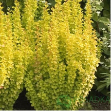 Барбарис Тунберга Berberis Thunbergi Yellow Tower (C2)