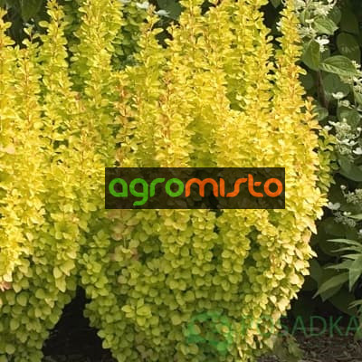 Барбарис Тунберга Berberis Thunbergi Yellow Tower (C2)