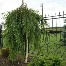 Береза щеплена Betula Pendula Youngii штамбова (C5) Береза щеплена Betula Pendula Youngii штамбова (C5)