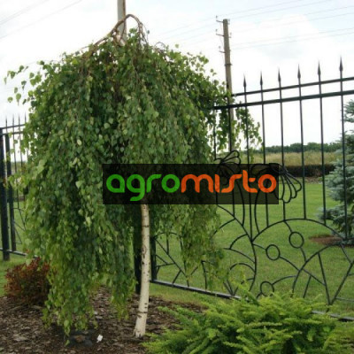 Береза щеплена Betula Pendula Youngii штамбова (C7.5)