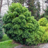Криптомерія японська Cryptomeria japonica Elegans Viridis (C5)