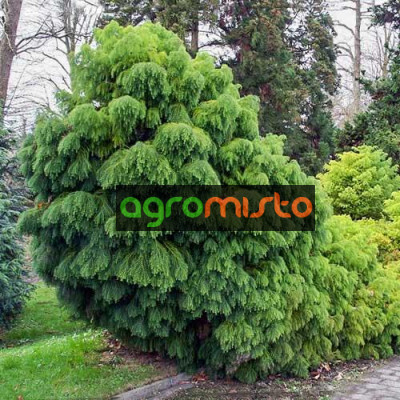 Криптомерія японська Cryptomeria japonica Elegans Viridis (C5)