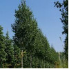 Береза щеплена Betula utilis Doorenbos (C5)