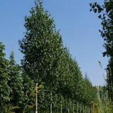 Береза Betula utilis Doorenbos (C40)